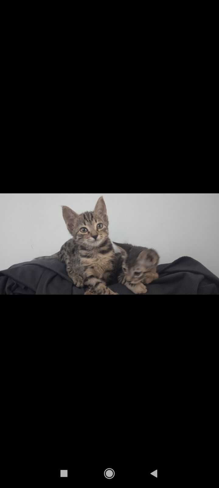 Котенки - Daşoguz - img 7