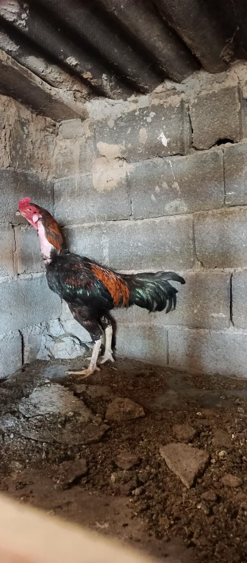 Taşkent horaz - Гарадамак - img 2