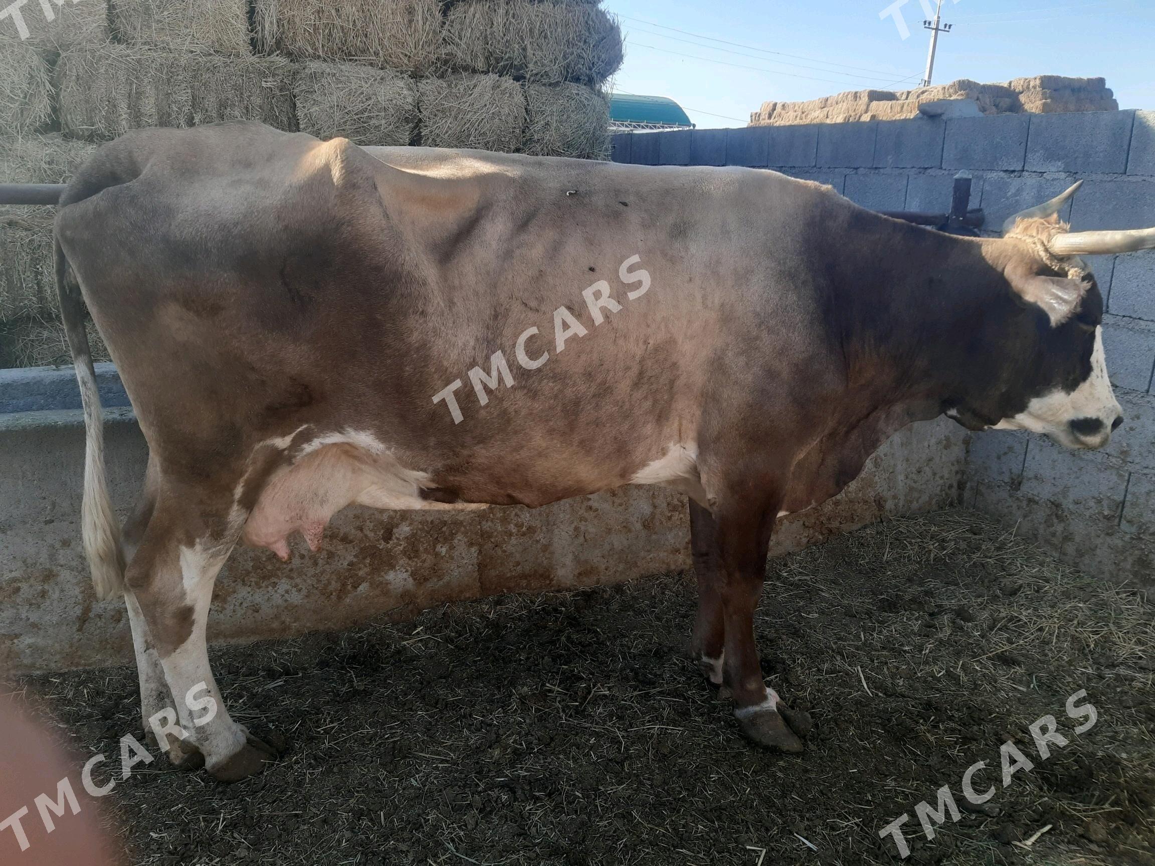 bogaz sygyr - Бахарден - img 3