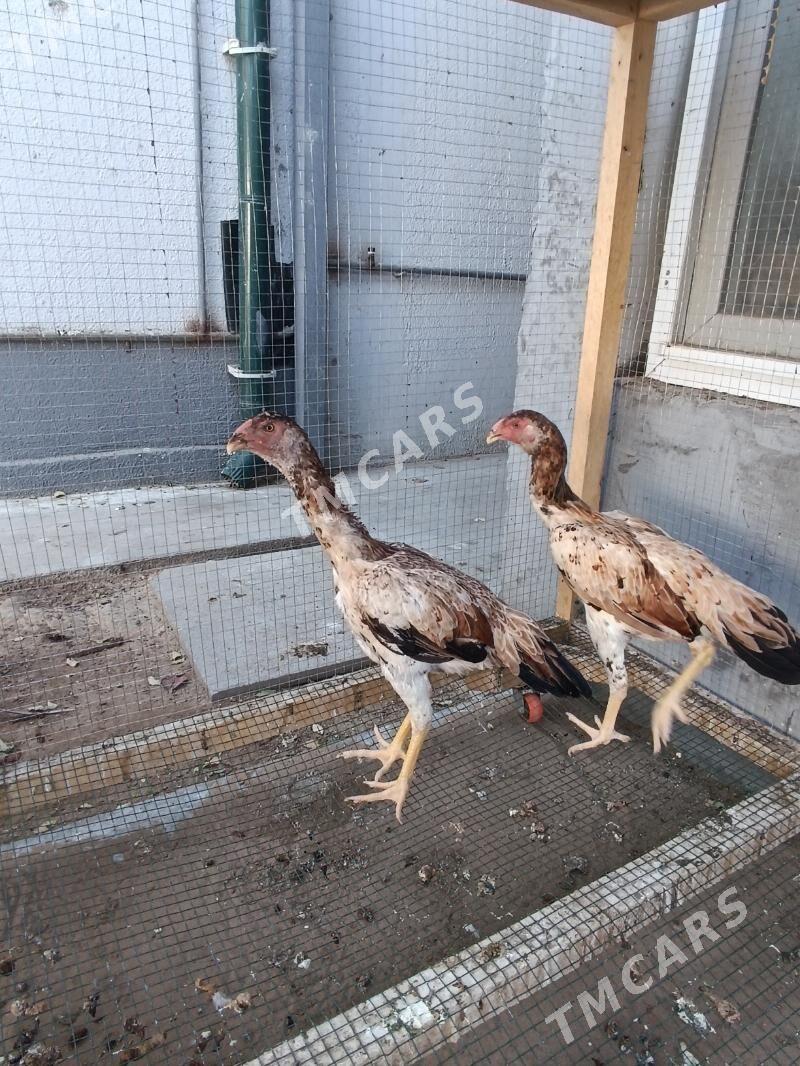 taşkent mäki jemi alty sany. - Чоганлы - img 2