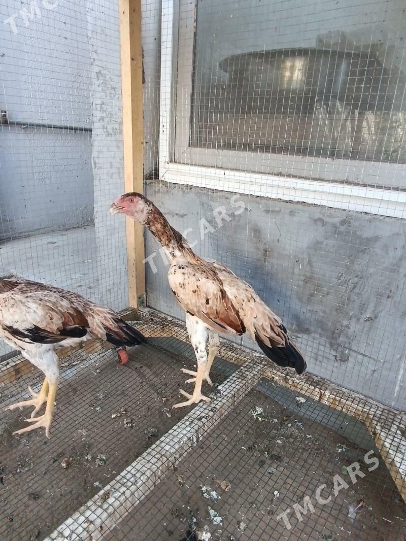 taşkent mäki jemi alty sany. - Чоганлы - img 6