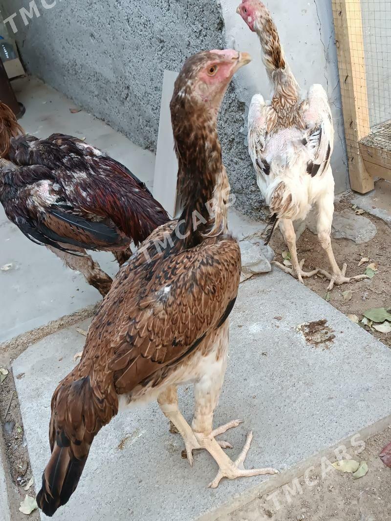 taşkent mäki jemi alty sany. - Чоганлы - img 5
