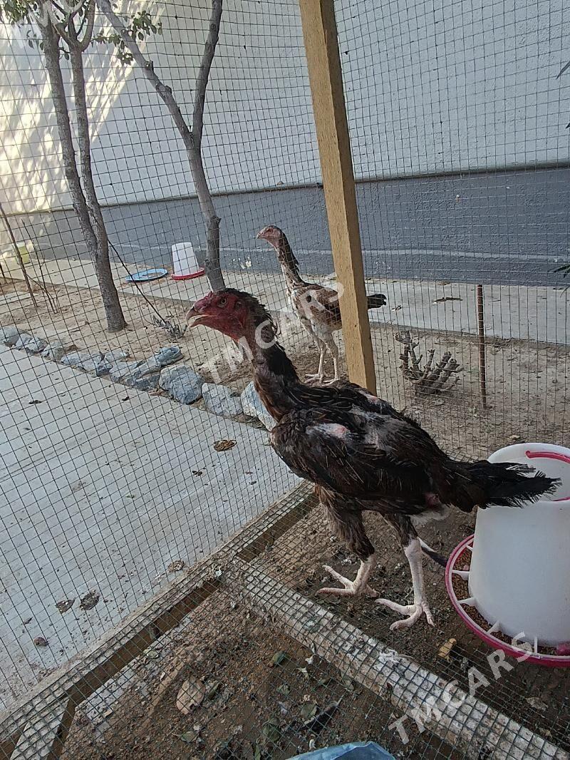 taşkent mäki jemi alty sany. - Чоганлы - img 3