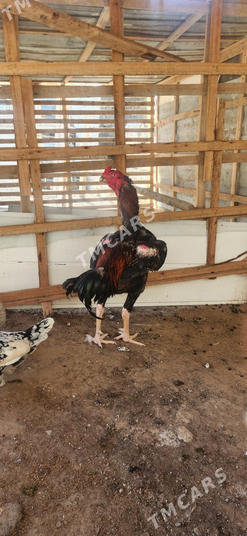 horaz - Çoganly - img 2