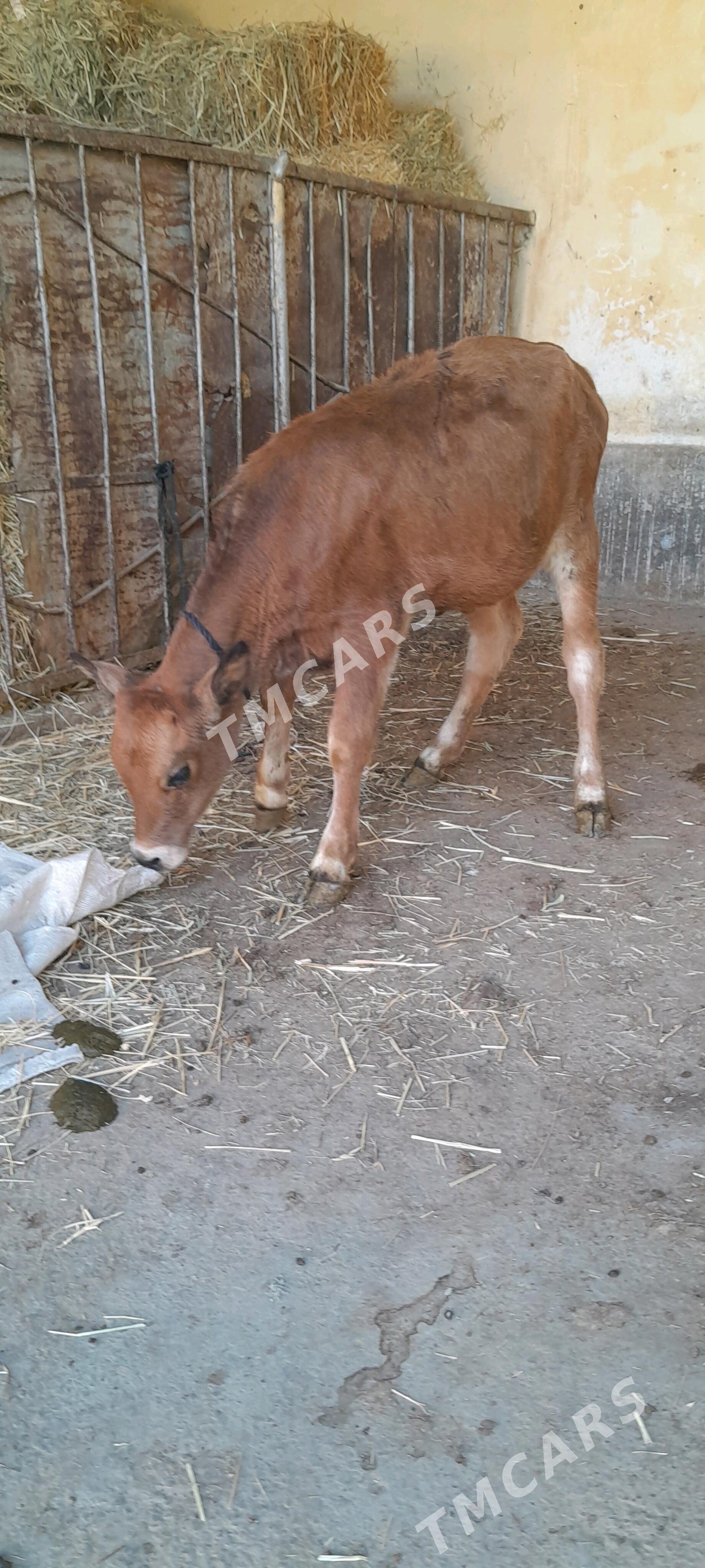 şwes tüwe - Bäherden - img 2