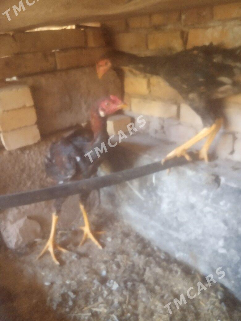 baysy horazlar - Türkmenabat - img 2