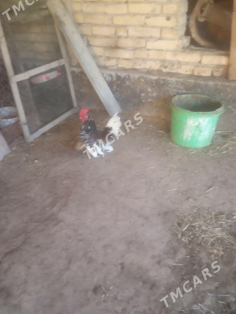 karlik - Türkmenabat - img 3