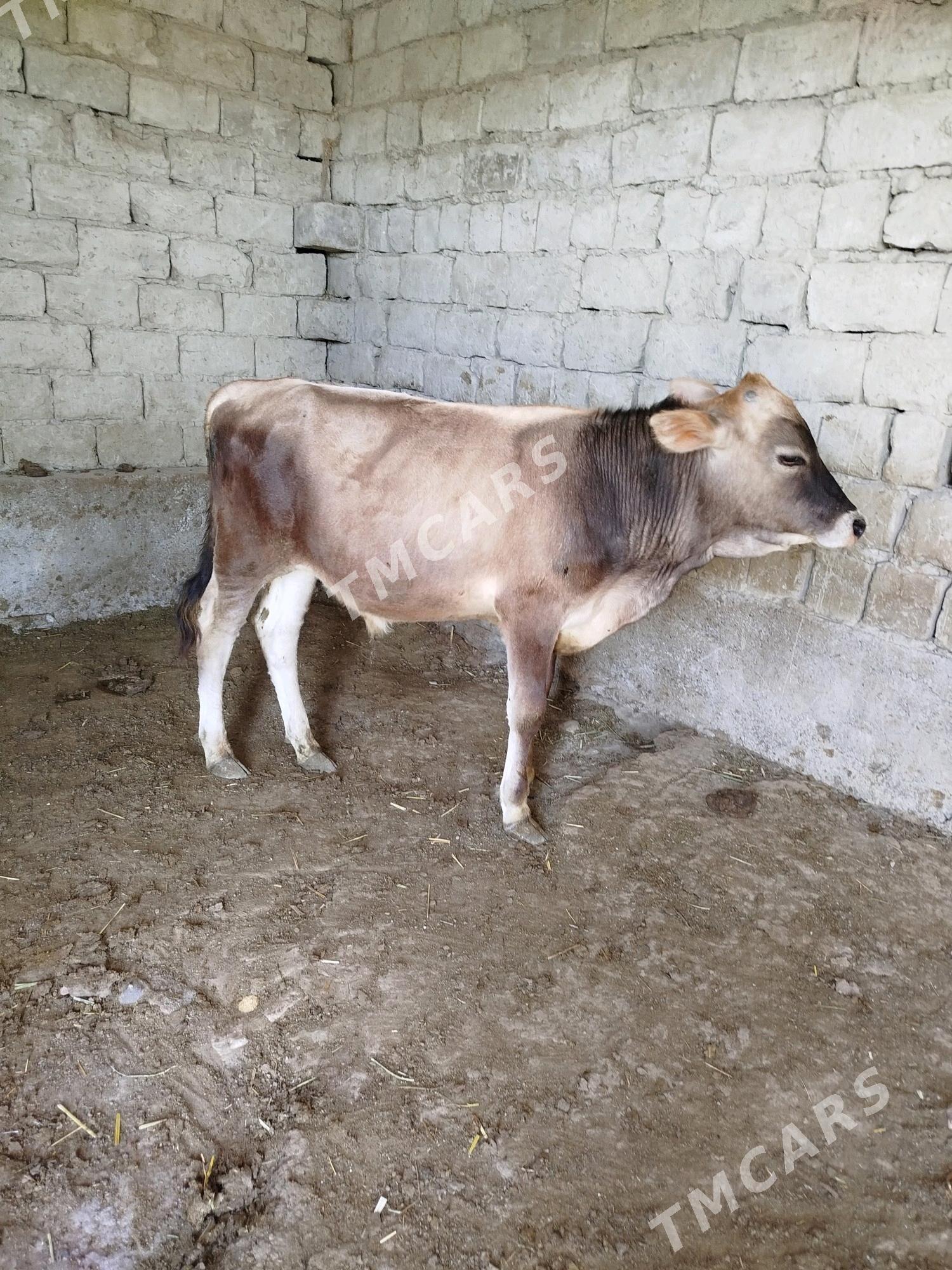 okuzce - Bäherden - img 2