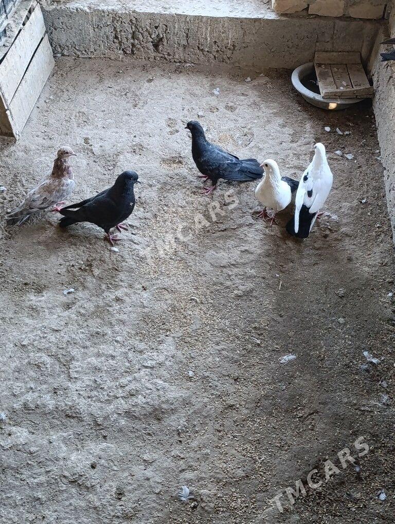 őý guşlary - Dänew - img 2