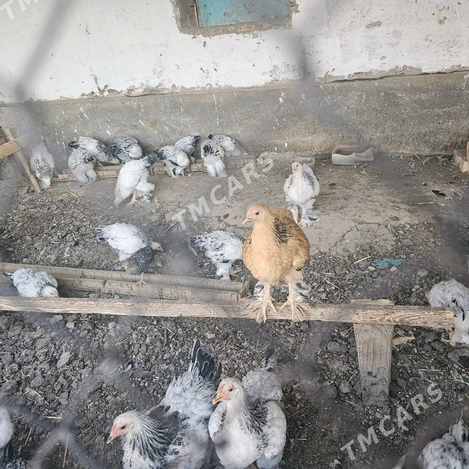 ak cil brama juyje - Türkmenabat - img 2