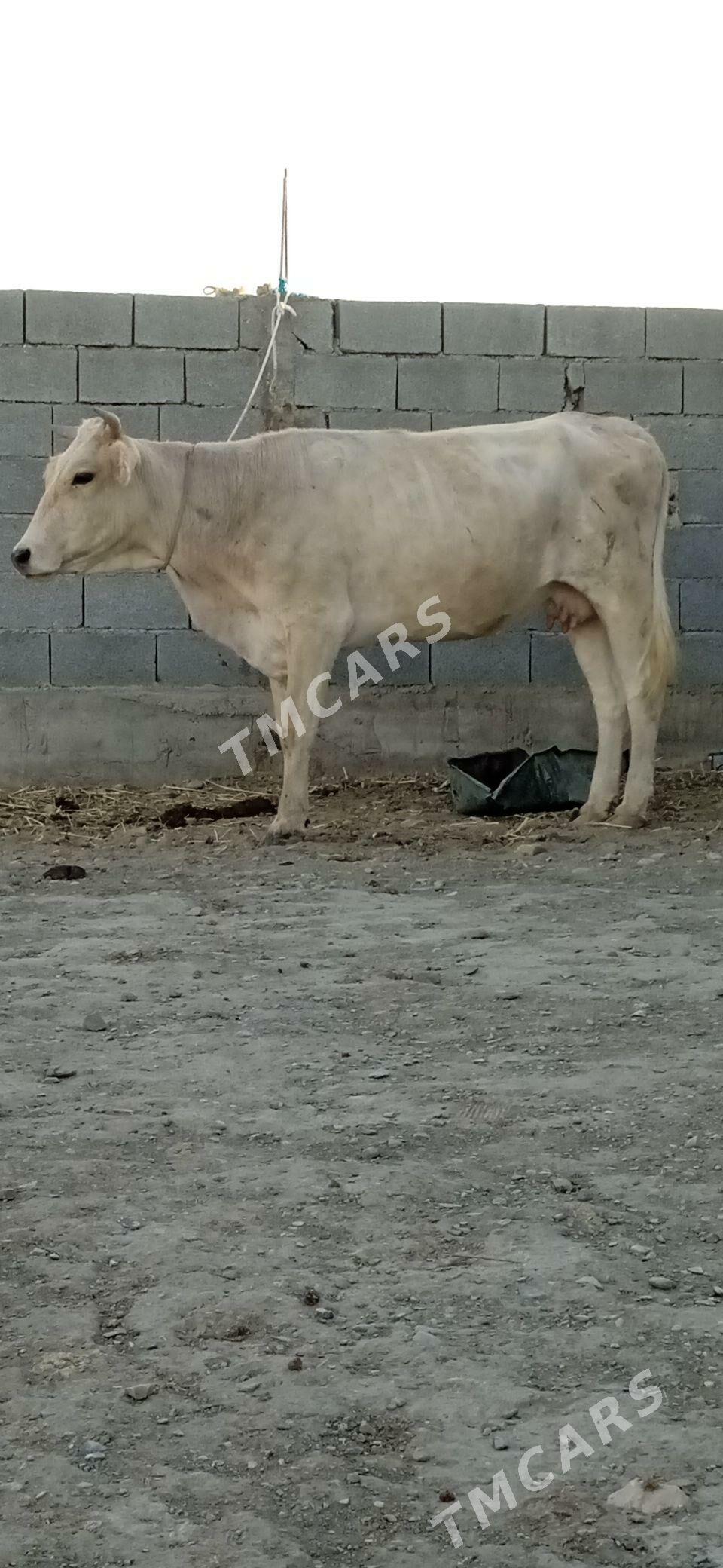bogaz sygyr - Бахарден - img 2