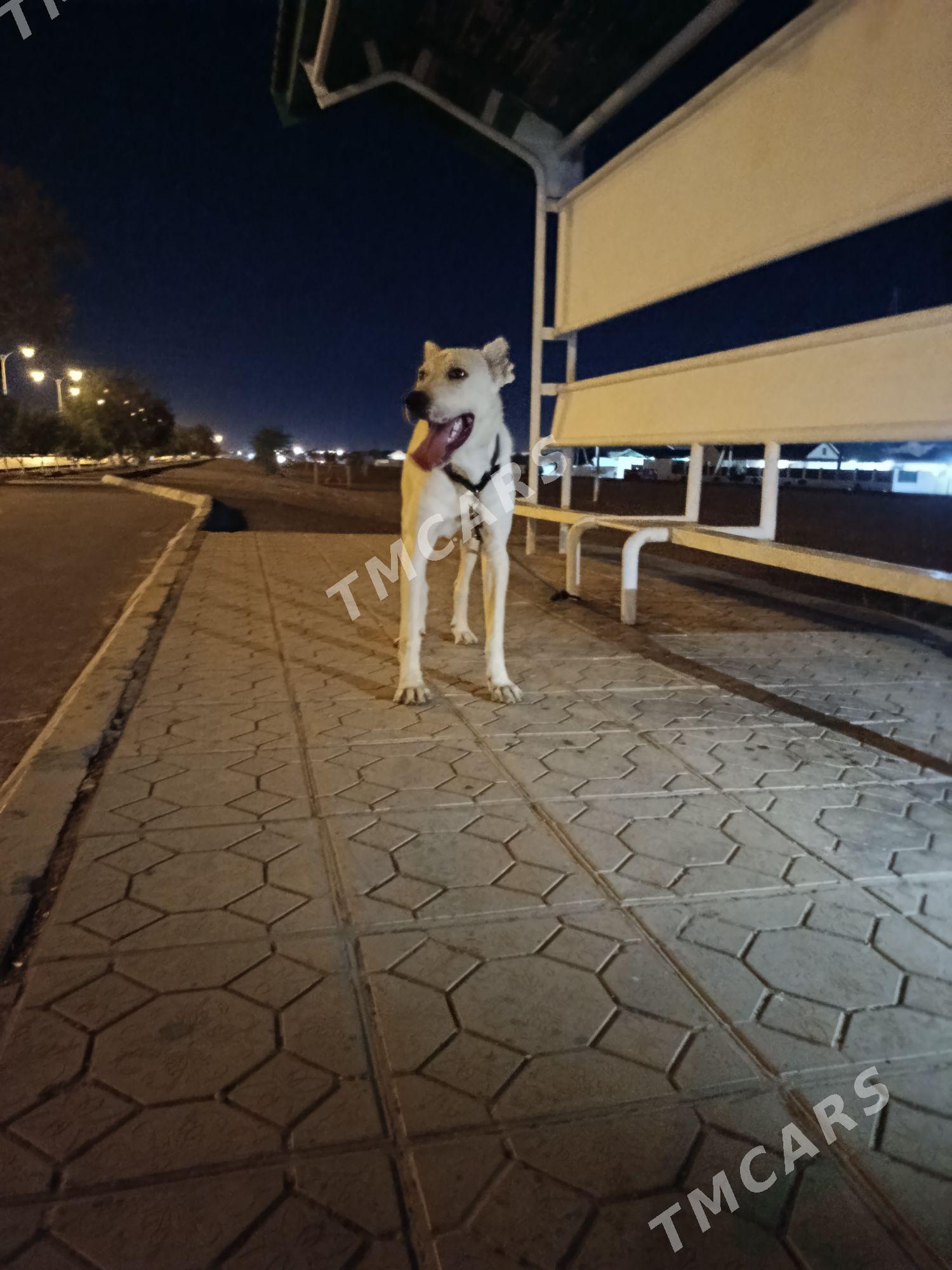 ALABAY - Бузмеин - img 2