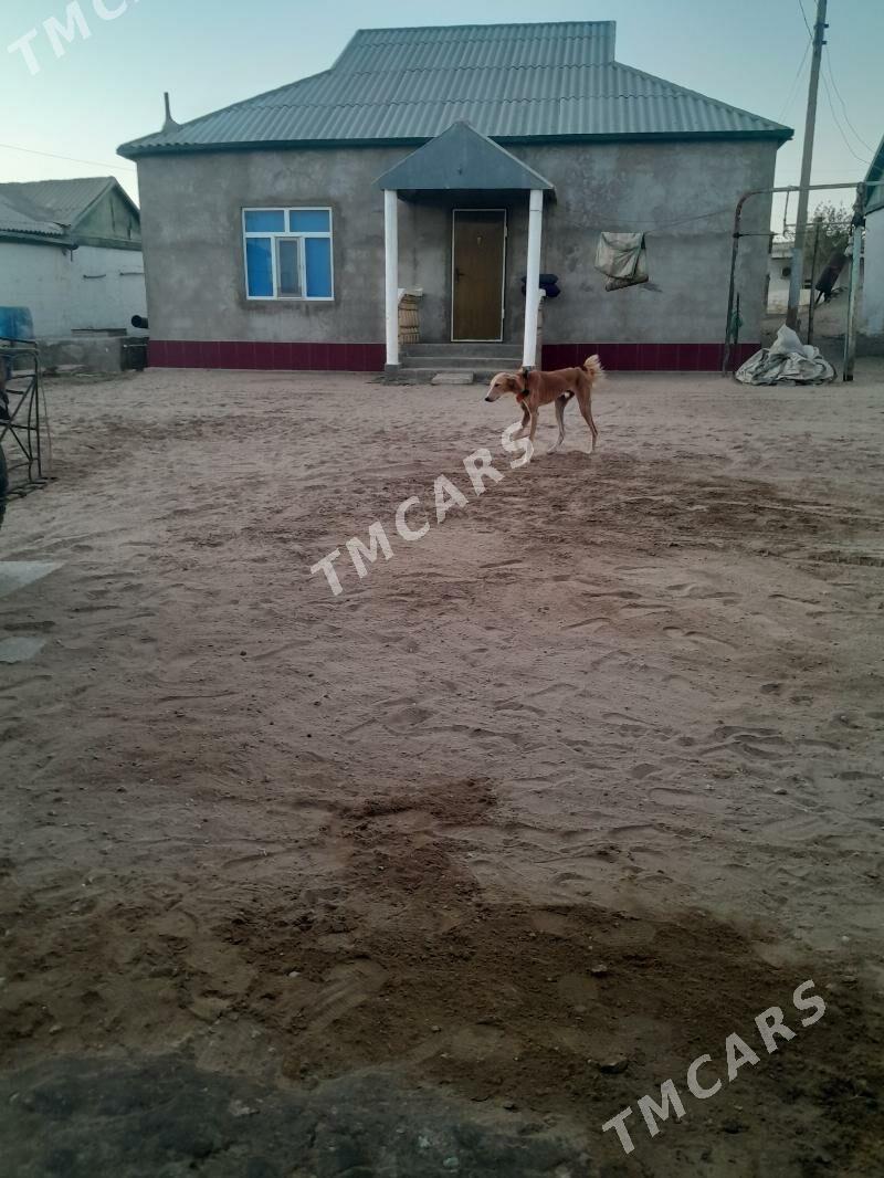 tazy - Эсенгулы - img 3