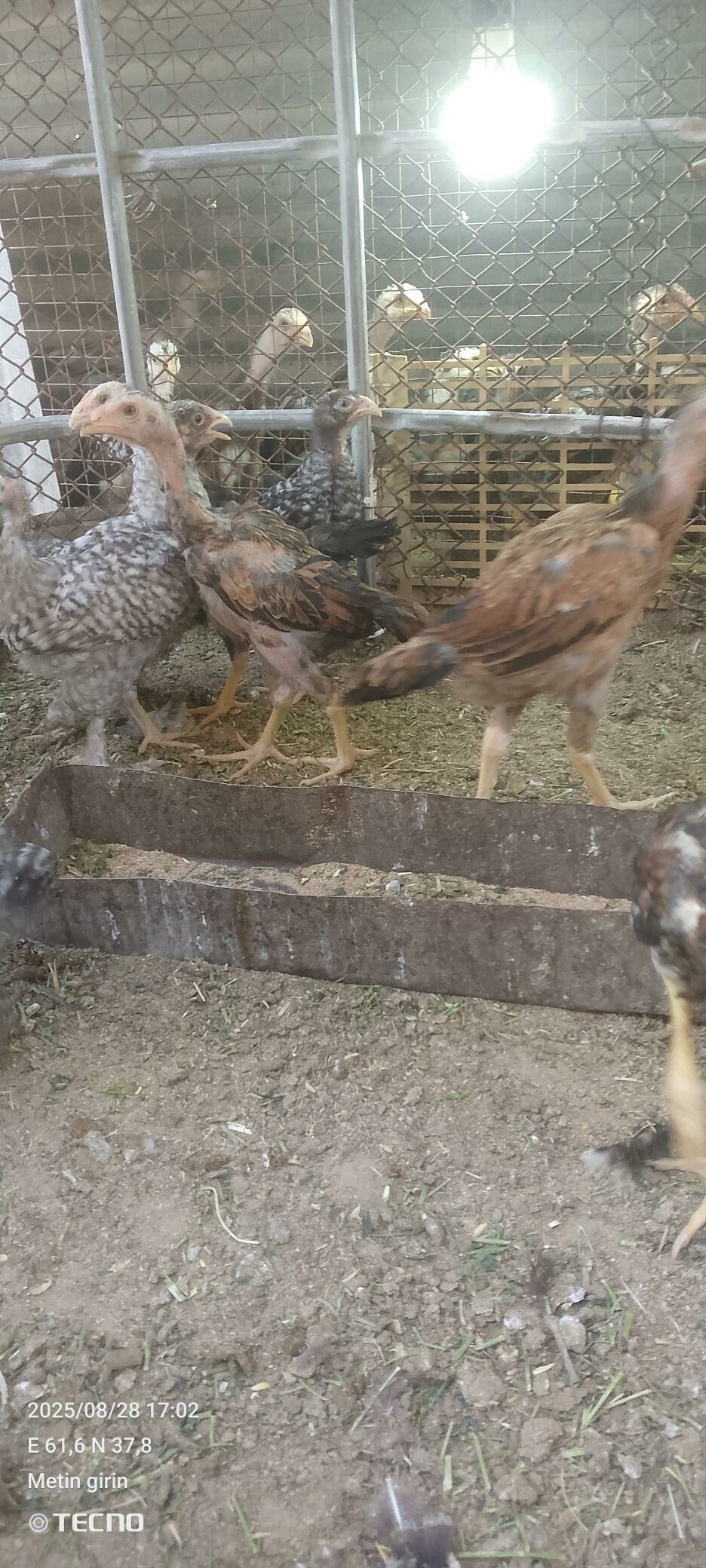 baysok juyje ozbek - Sakarçäge - img 5