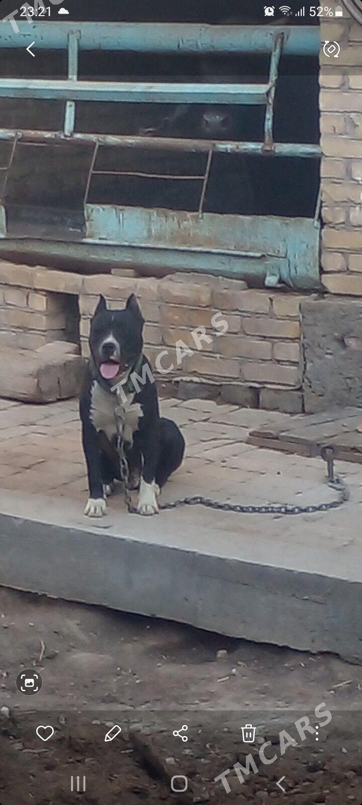 pitbul - Türkmenabat - img 3