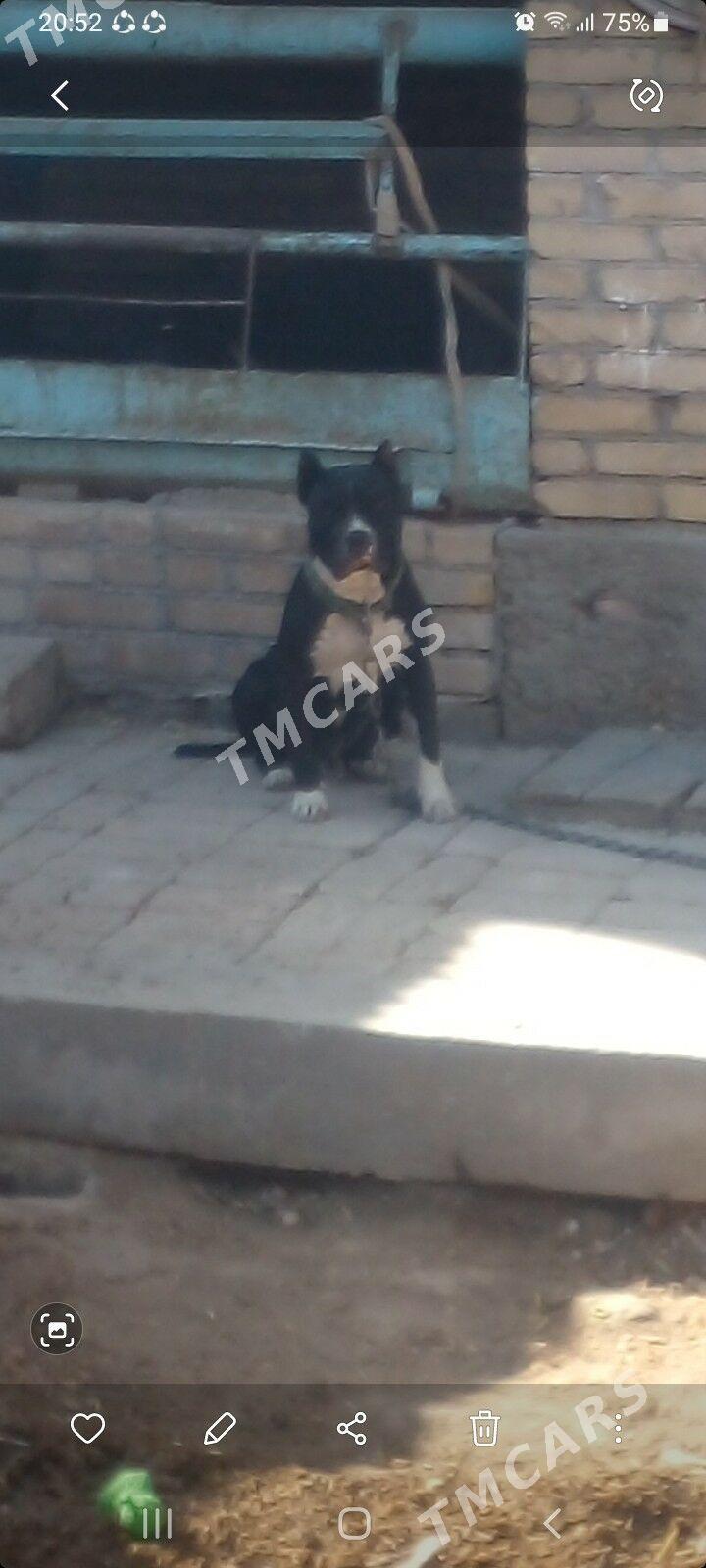 pitbul - Türkmenabat - img 2
