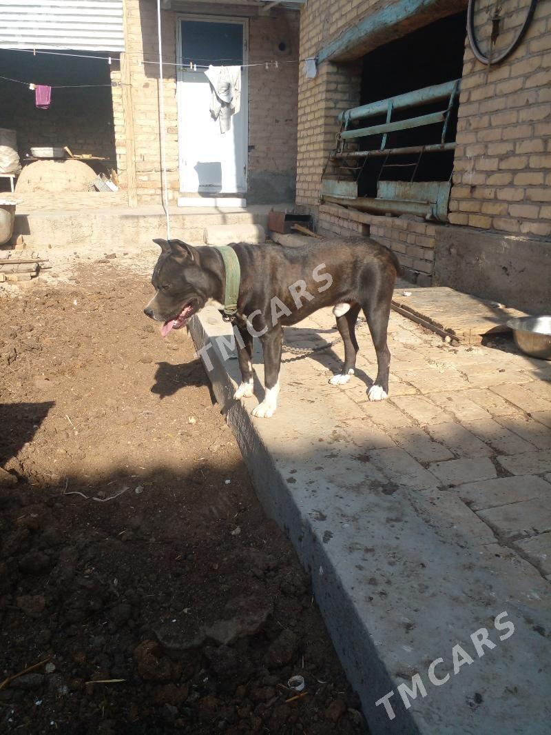 pitbul - Türkmenabat - img 4