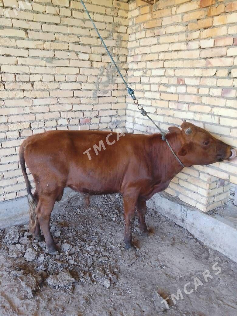 öküz baklyk - Türkmenabat - img 2