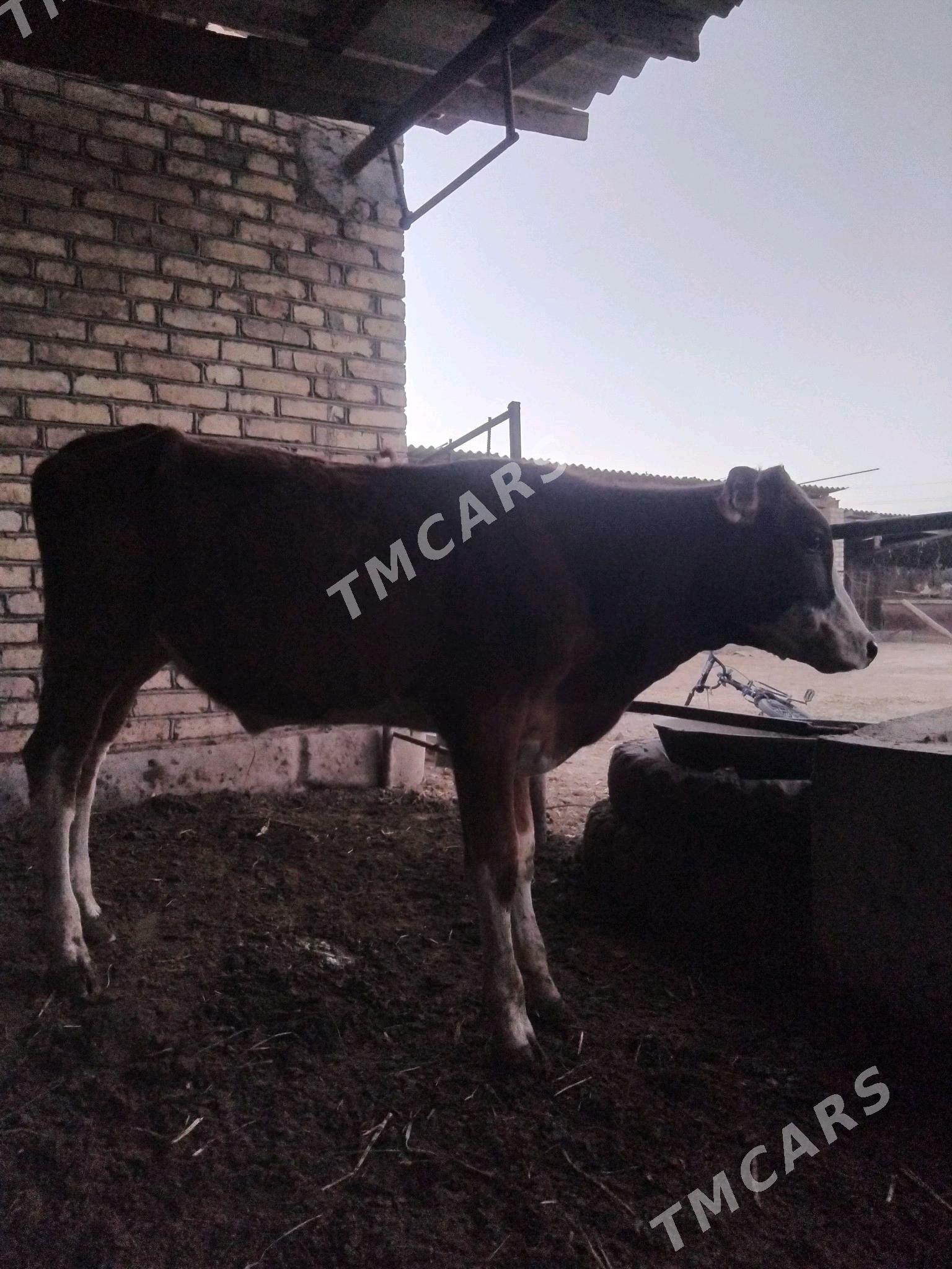 okiz - Babadaýhan - img 2