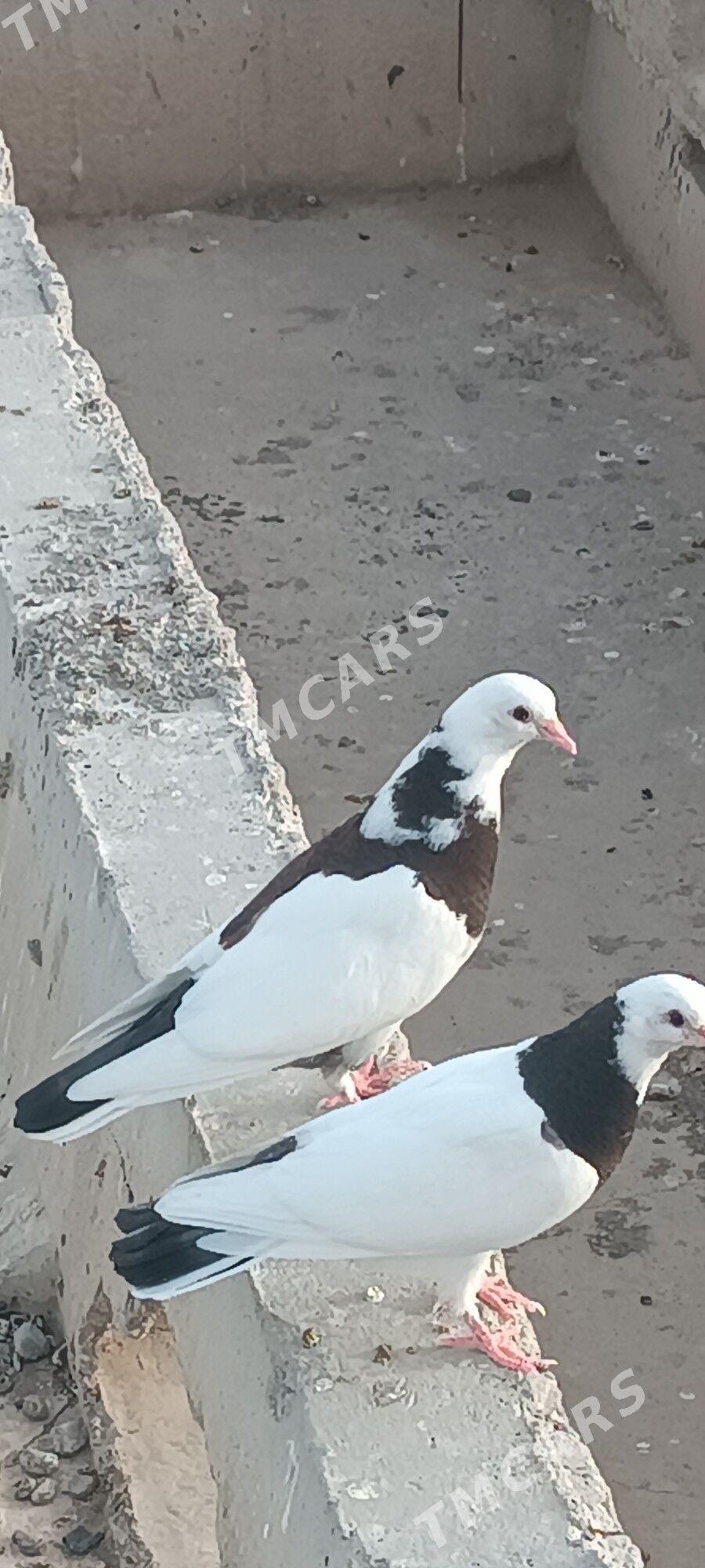 kepderi - Aşgabat - img 3