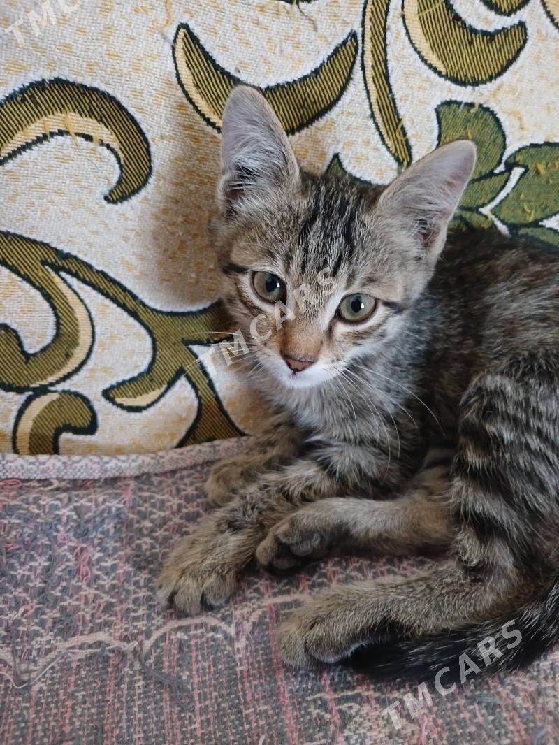 Котёнок - Türkmenabat - img 2