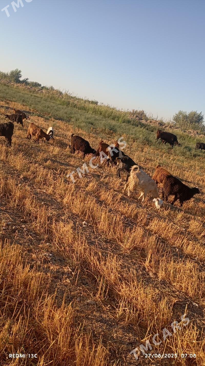 geçı - Çärjew - img 3