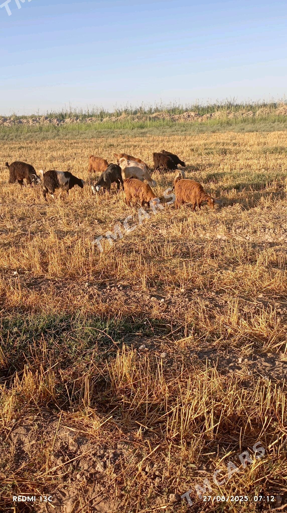 geçı - Çärjew - img 2