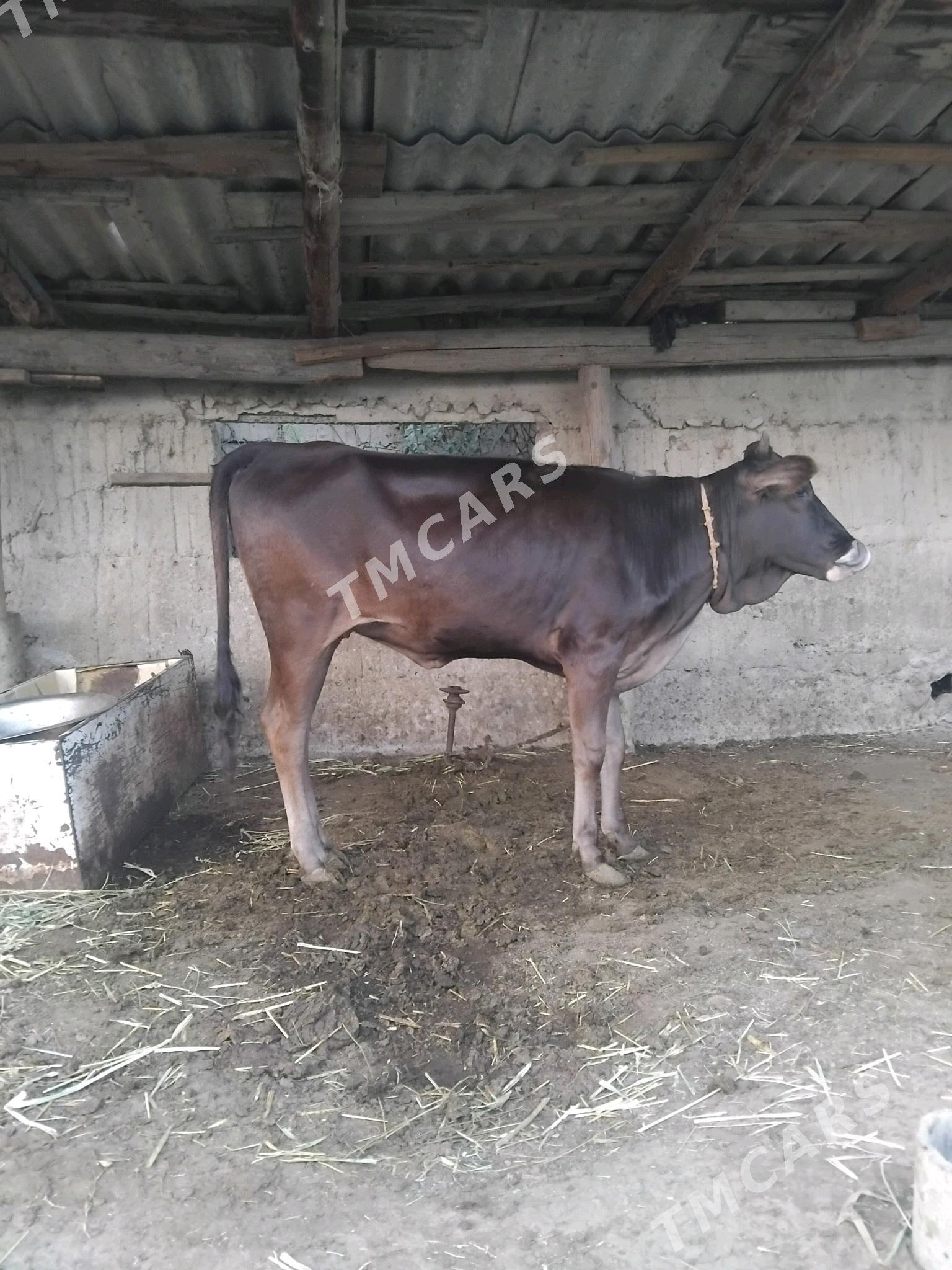 Tüwe - Гёкдепе - img 2
