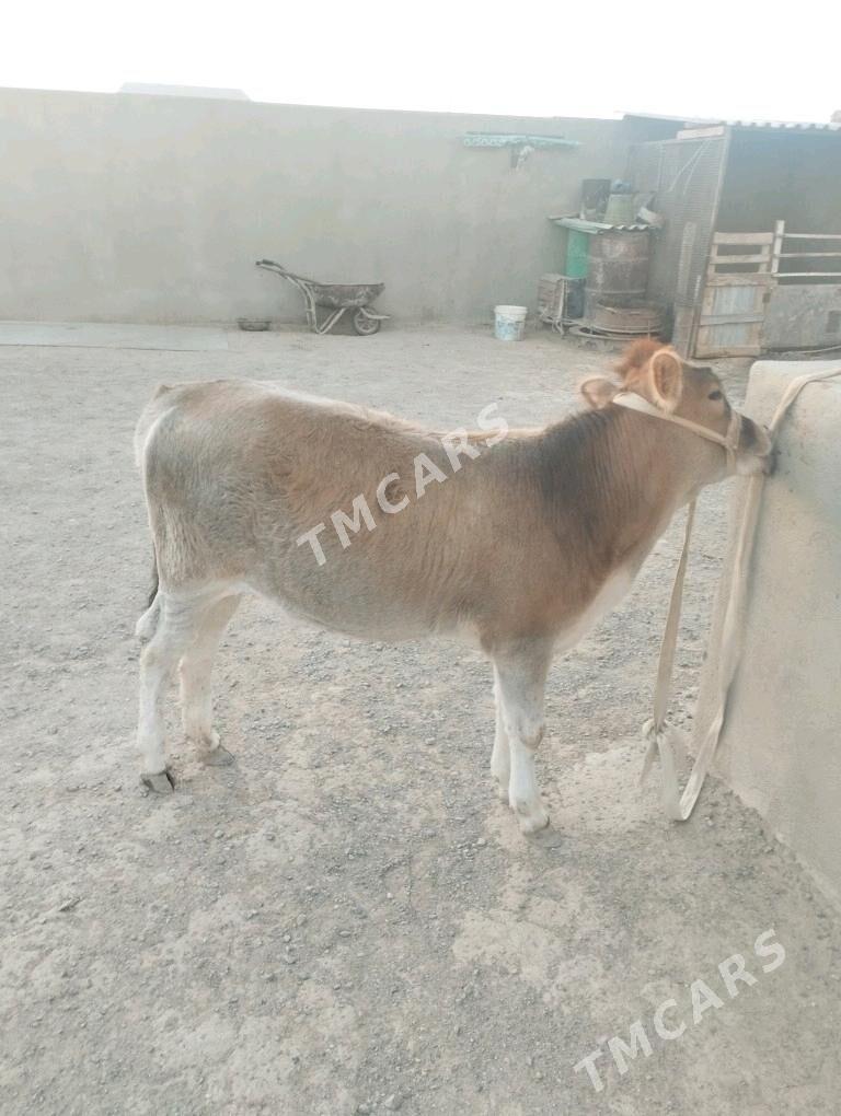 gacar - Туркменбаши - img 3