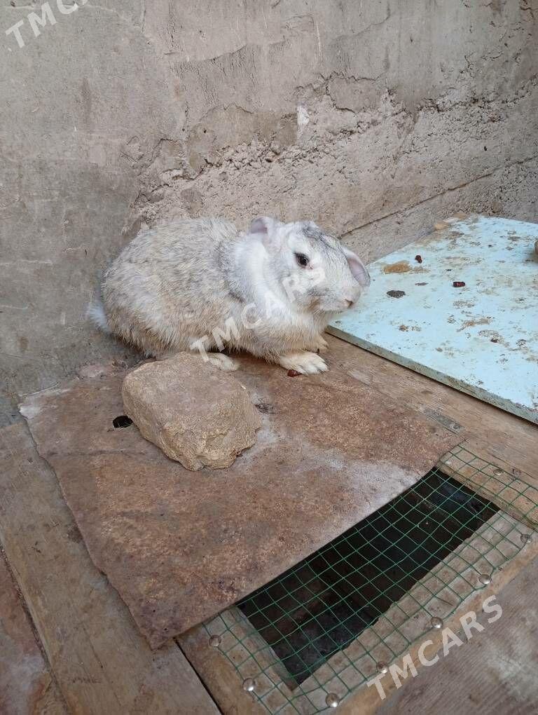 Tovşan velikan - Дашогуз - img 5