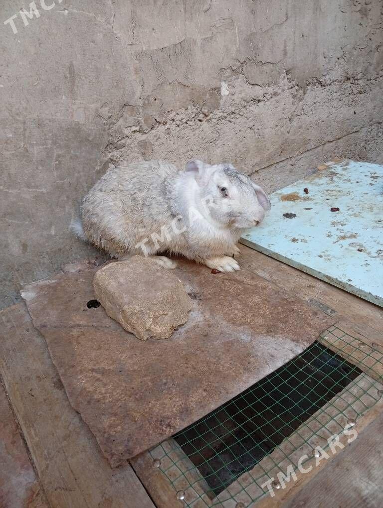 Tovşan velikan - Дашогуз - img 4