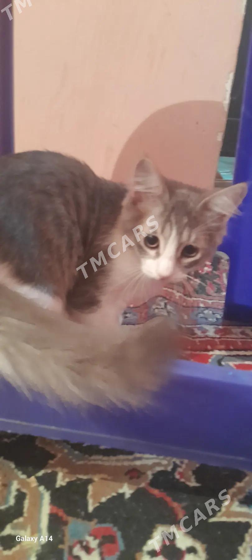 котик - Büzmeýin GRES - img 2