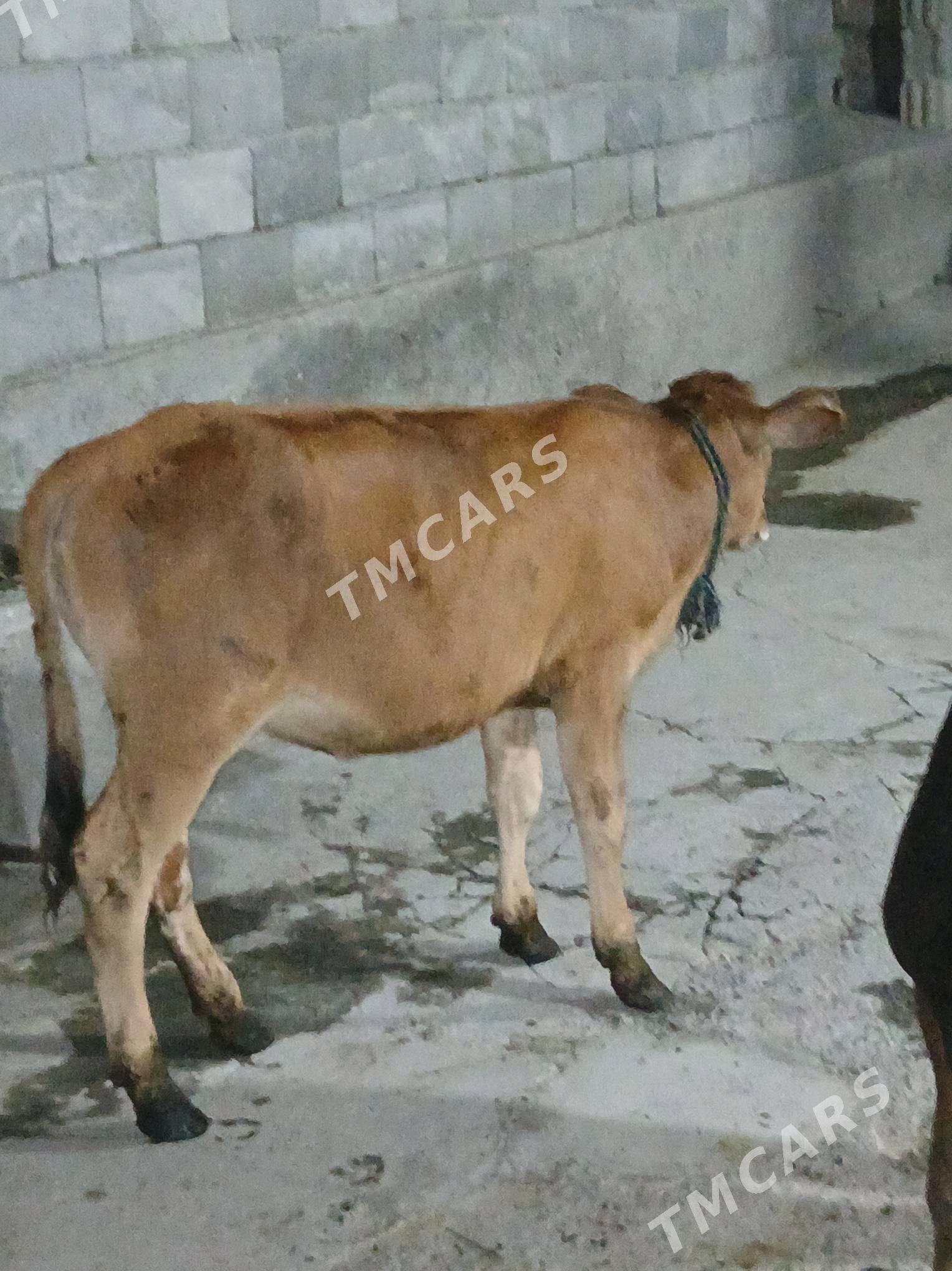 tuwe - Aşgabat - img 2