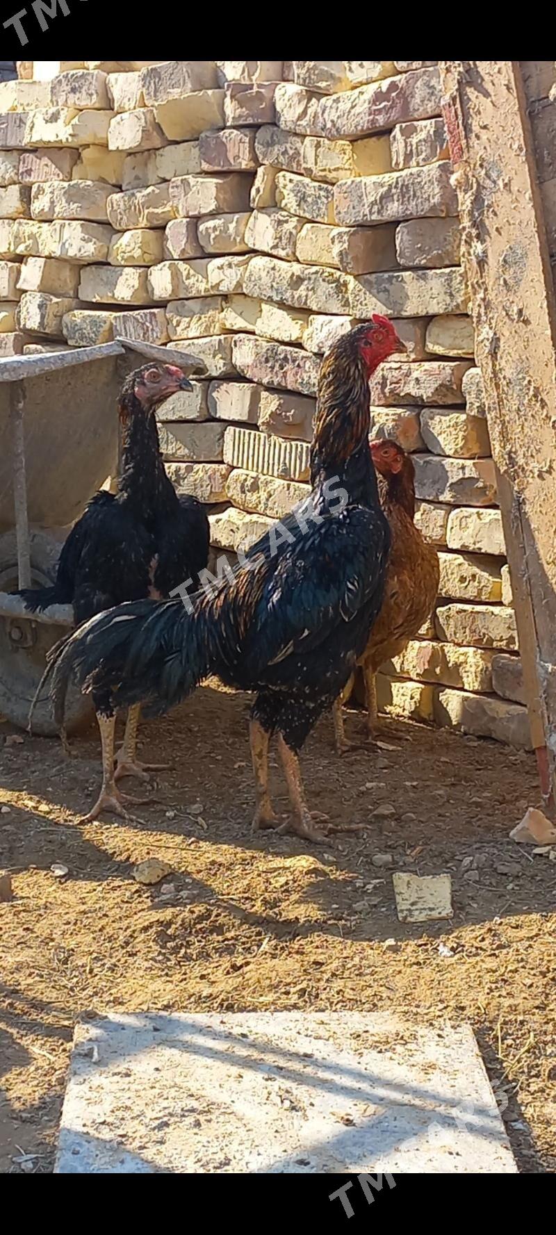 Taşkent - Ашхабад - img 2