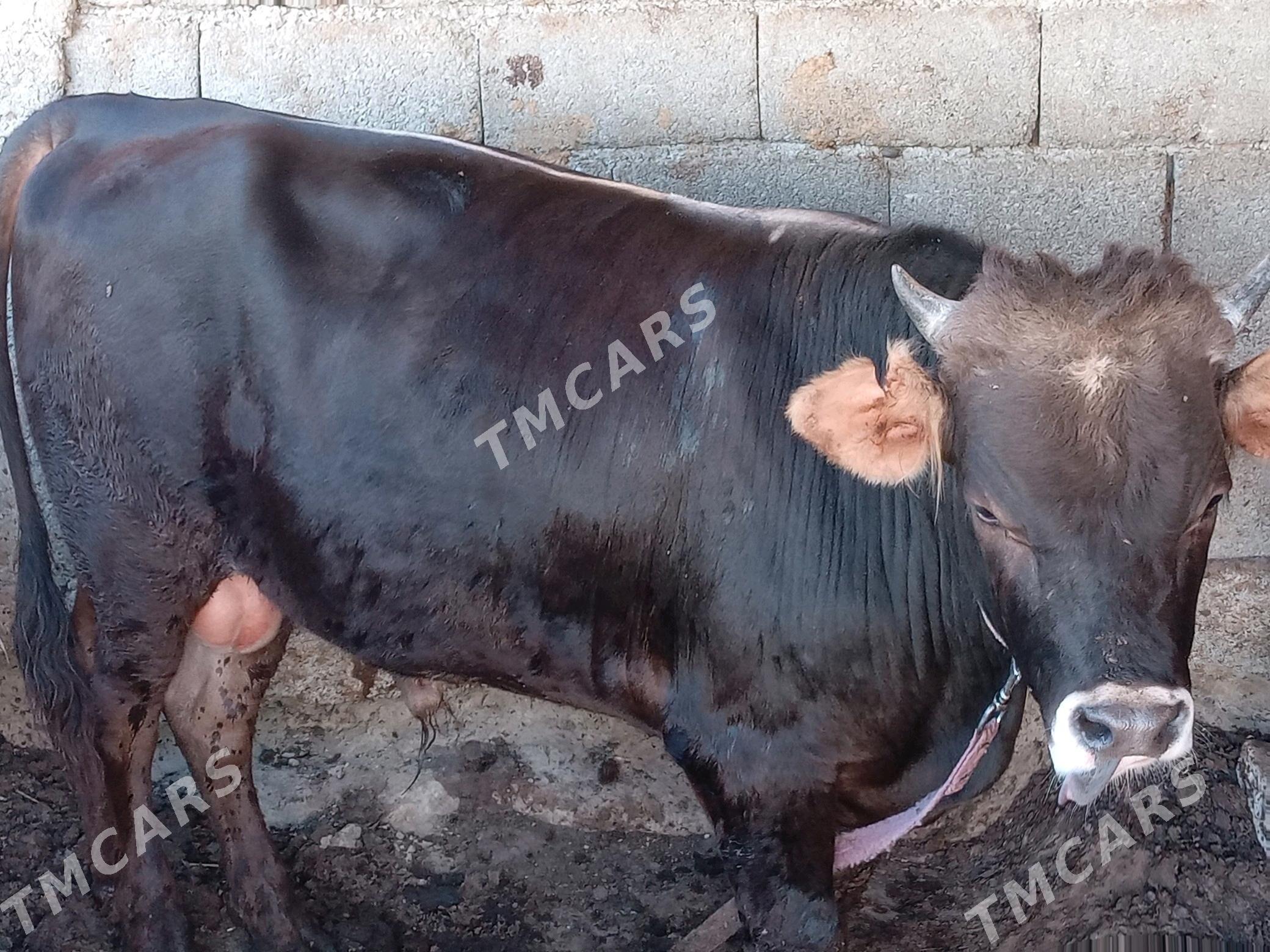 okuz - Çoganly - img 2