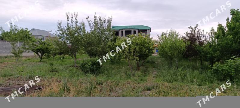 kotej - Гёкдепе - img 2
