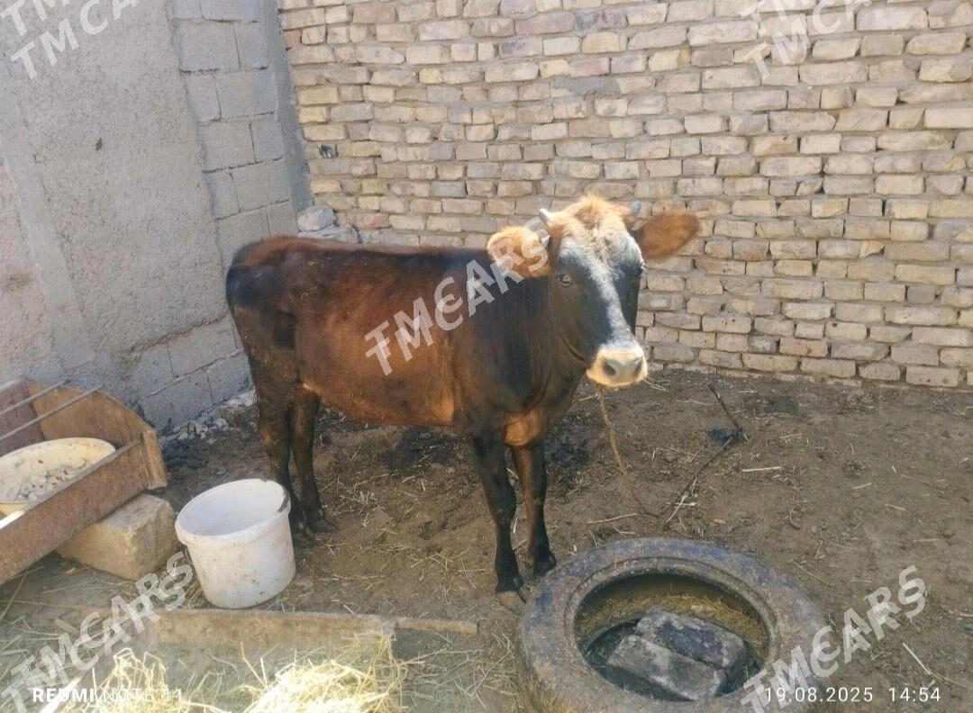 Göle Tüwe - Tejen - img 3