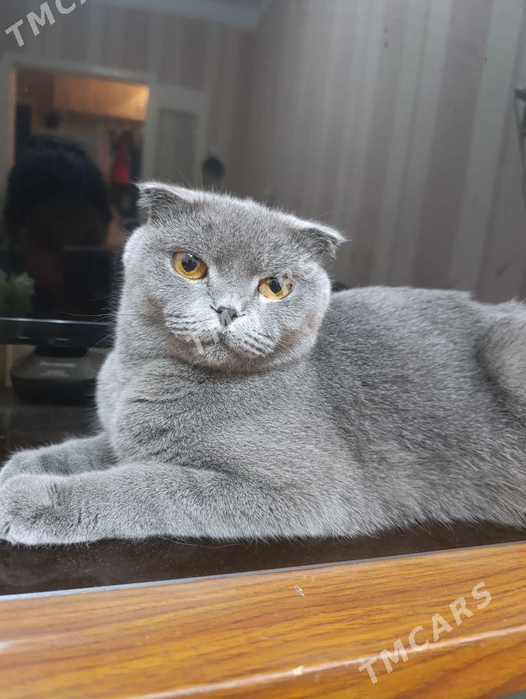 Британские котята вислоушки - Türkmenabat - img 2