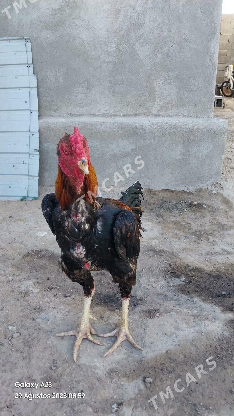 Taşkent - Ашхабад - img 5