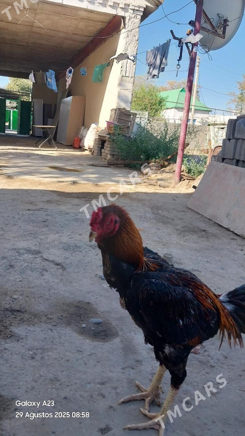 Taşkent - Ашхабад - img 2