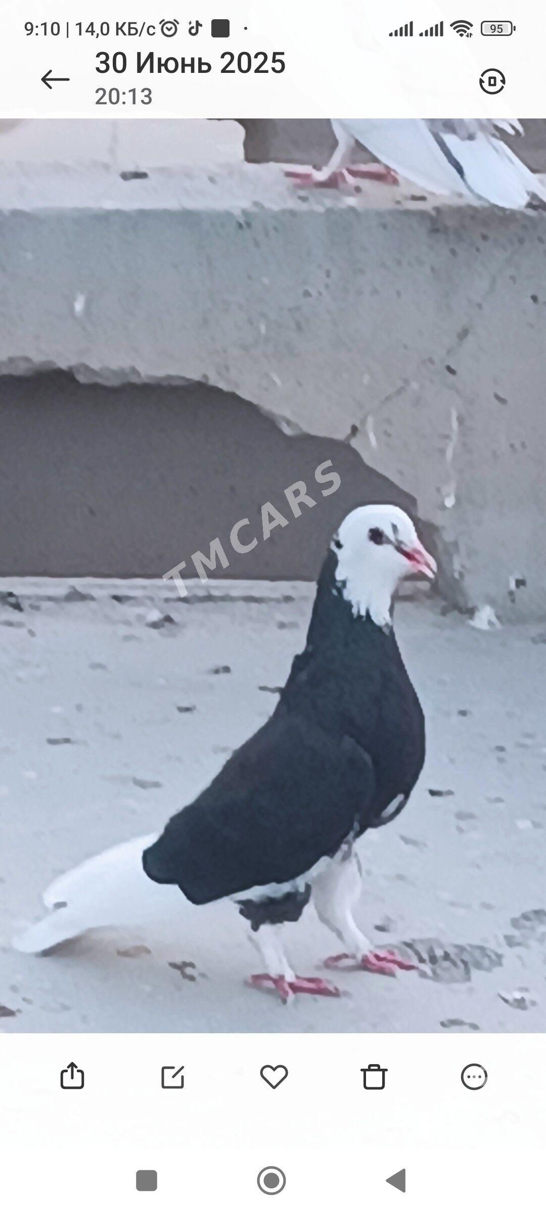 kepderi - Aşgabat - img 2