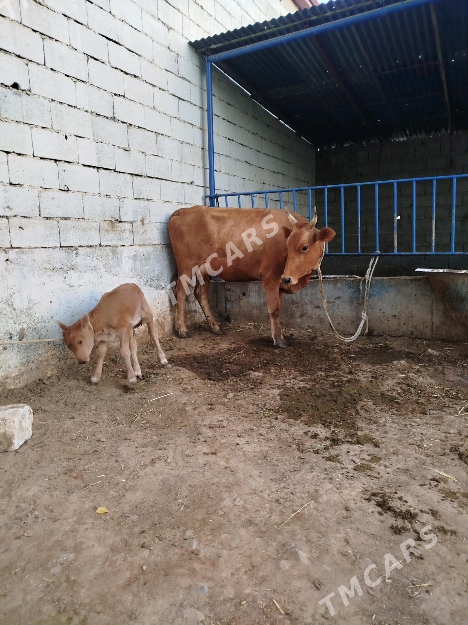 Göleli sygyr - Чоганлы - img 5
