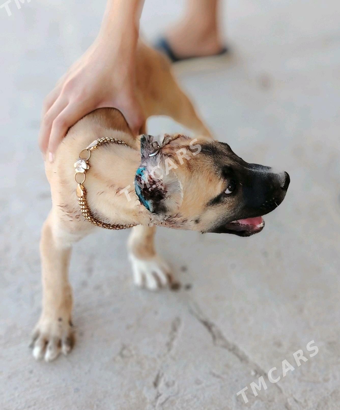 Arassa pitbul gujuk - Daşoguz - img 3