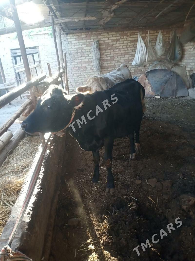saglyk sygyr - Сакар - img 2