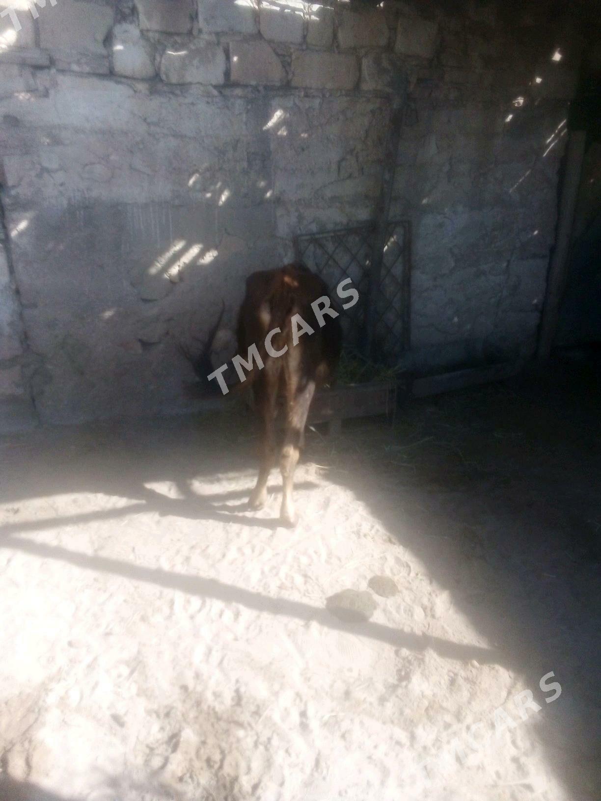 Gaçar.2.yaşan.gysyr - Гумдаг - img 3