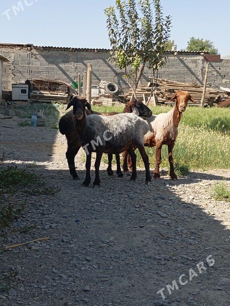 GOYUN - Гёкдепе - img 2