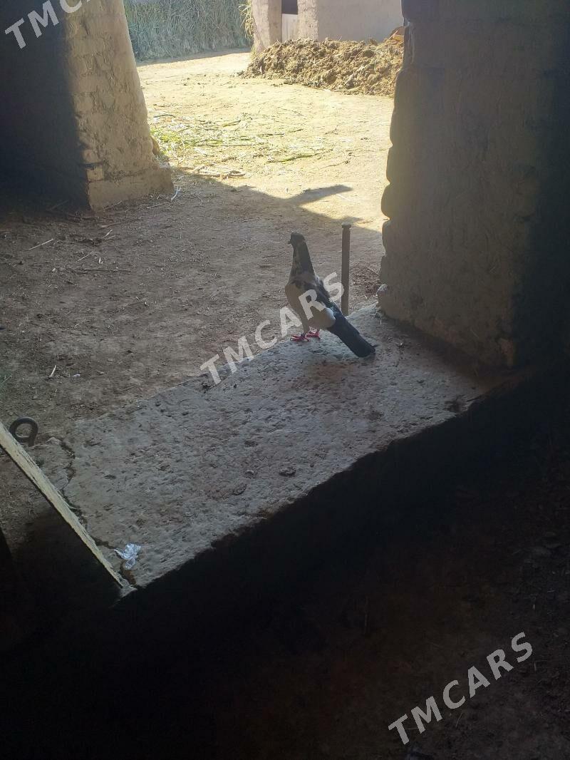 Kepderi - Akdepe - img 5