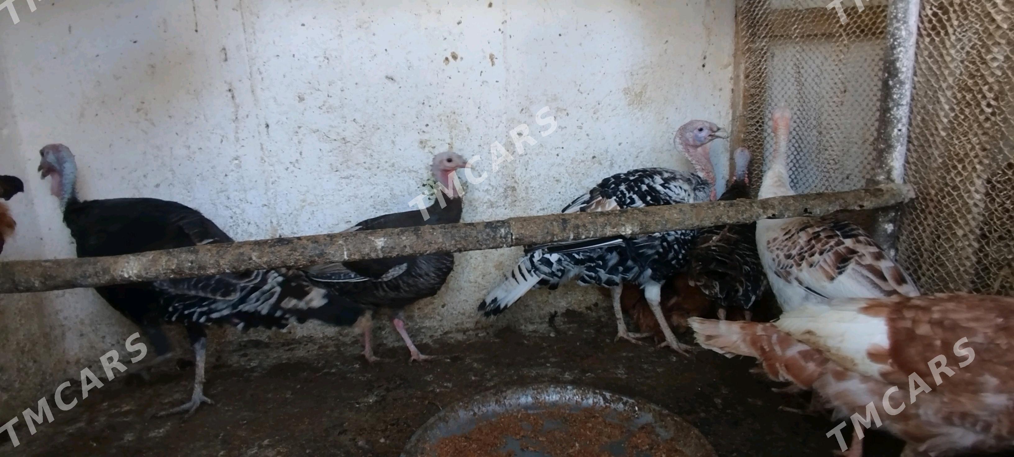 towuklar induklar - Gyzylarbat - img 4