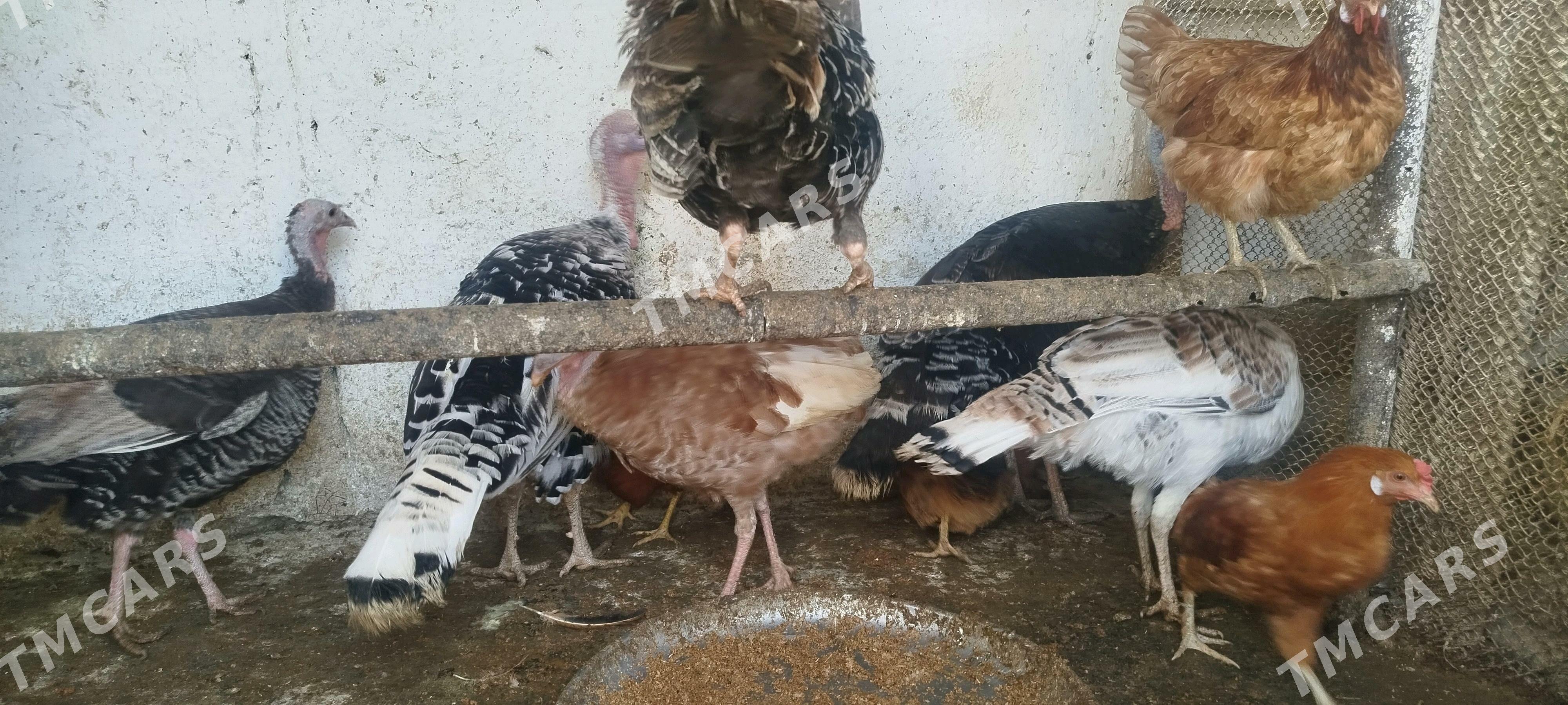 towuklar induklar - Gyzylarbat - img 3
