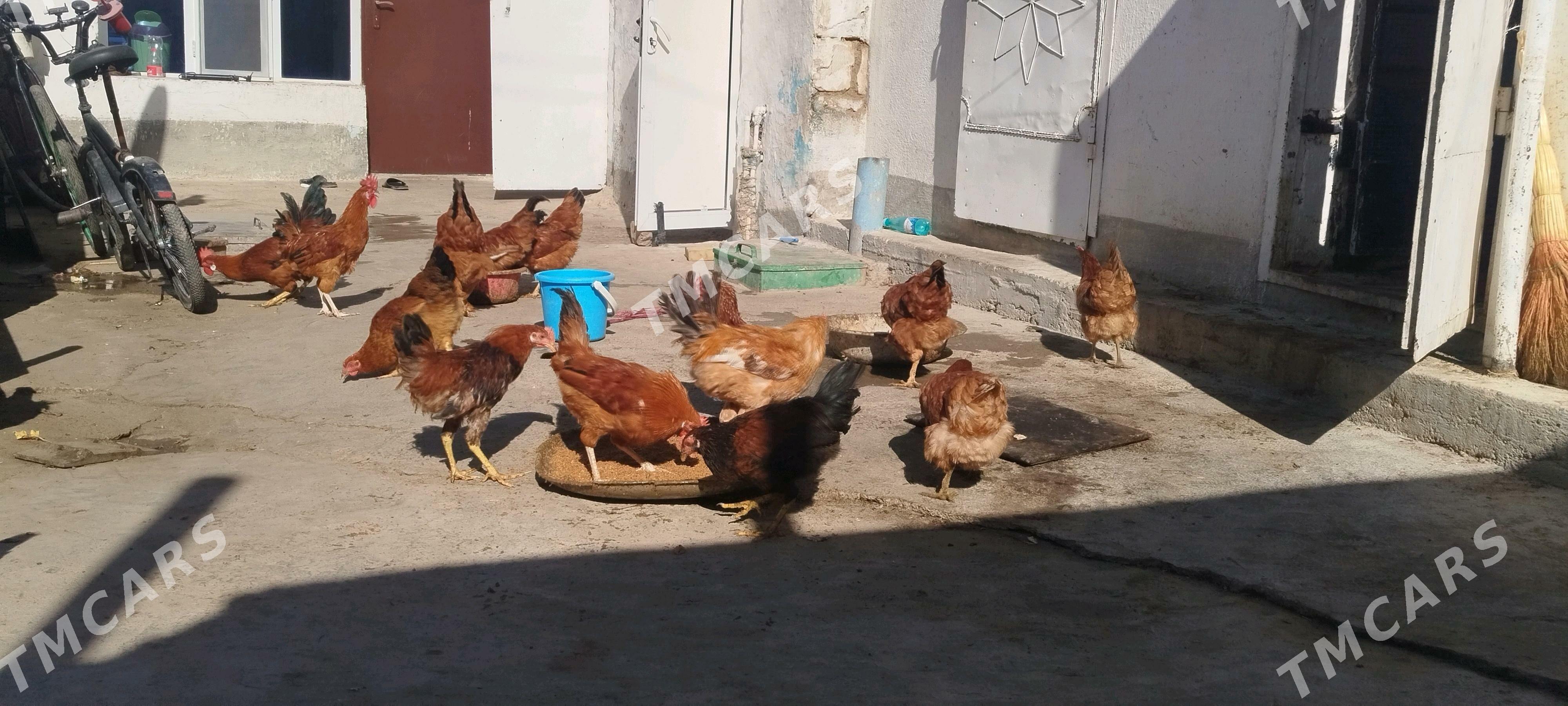 towuklar induklar - Gyzylarbat - img 7